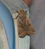 Conistra erythrocephala